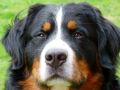 antons-profil